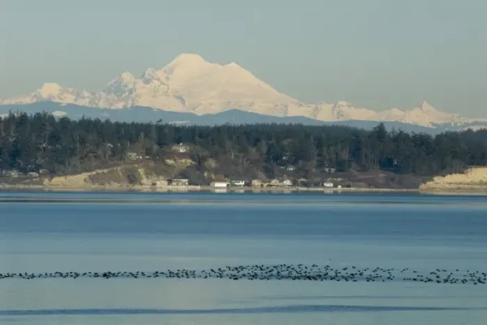 Framed Print : Calm Penn Cove of Whidbey Island with Mt Baker beyond. Raft of Surf Scoters (Melanitta Framed Print : Calm Penn Cove of Whidbey Island with Mt Baker beyond. Raft of Surf Scoters (Melanitta