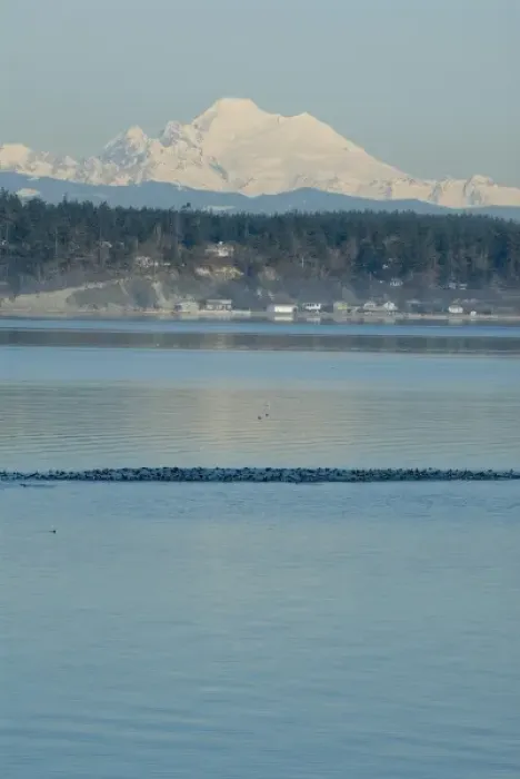 Framed Print : Calm Penn Cove of Whidbey Island with Mt Baker beyond. Raft of Surf Scoters (Melanitta Framed Print : Calm Penn Cove of Whidbey Island with Mt Baker beyond. Raft of Surf Scoters (Melanitta