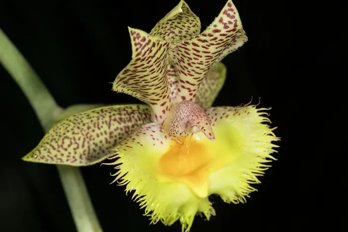 Framed Print : Calochilus, commonly known as beard orchids, is a genus of about 30 species of plants in the orchid family, mostly from Australia and New Zealand