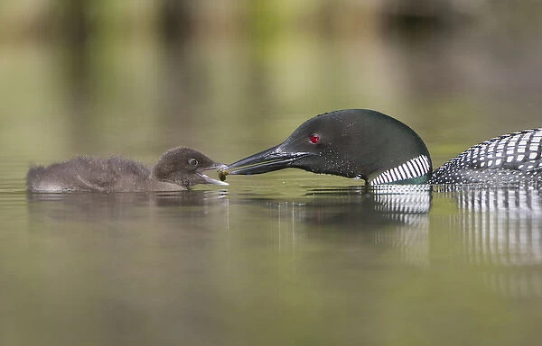 Camada, British Columbia. A Common Loon (Gavia Immer) offers an aquatic insect to