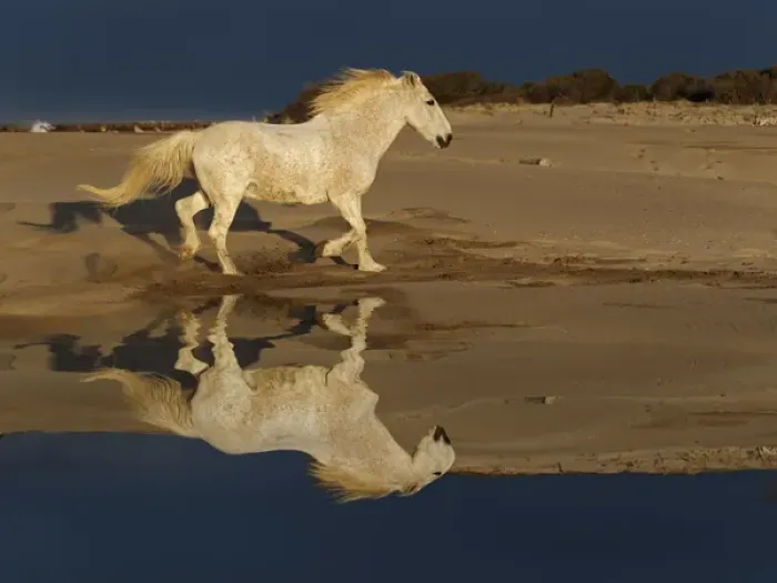 Framed Print : Camarge horses and reflection, southern France Framed Print : Camarge horses and reflection, southern France