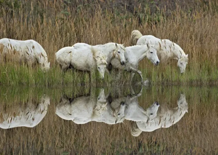 Framed Print : Camarge horses and reflection, southern France