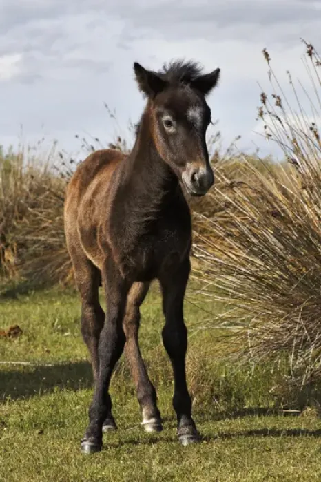 Framed Print : Camargue horse foal, born dark and turn white with age, Camargue region of southern Framed Print : Camargue horse foal, born dark and turn white with age, Camargue region of southern
