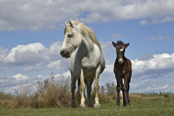 Camargue horse foal with mother, Camargue region of southern France
