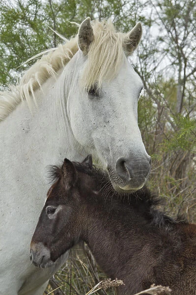 Camargue horse foal, southern France