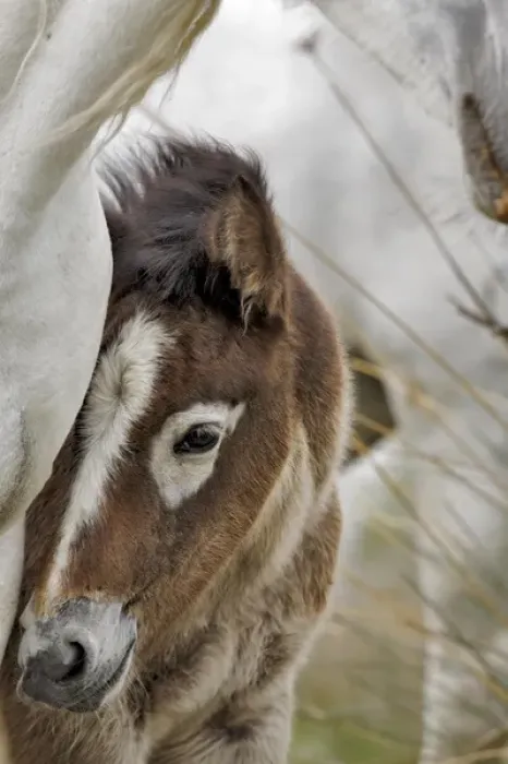Framed Print : Camargue horse foal, southern France