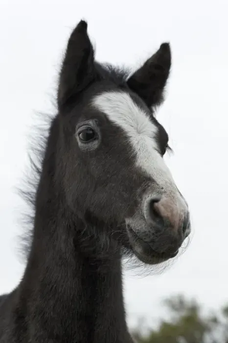 Framed Print : Camargue horse foal, southern France Framed Print : Camargue horse foal, southern France