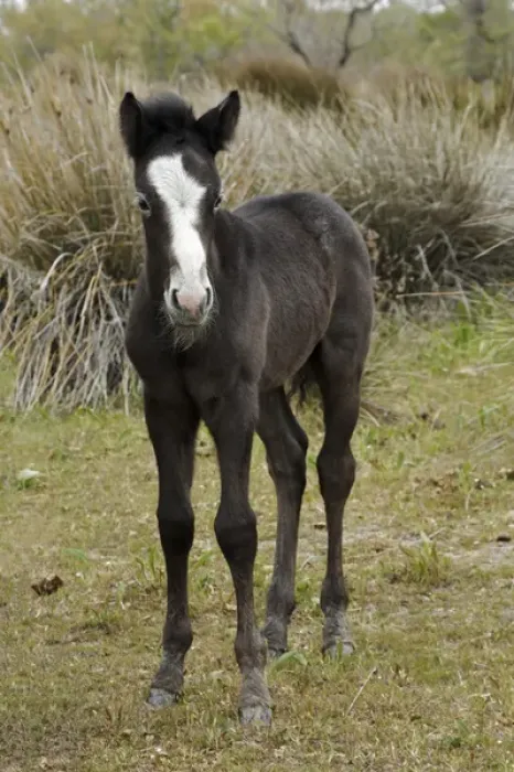 Framed Print : Camargue horse foal, southern France Framed Print : Camargue horse foal, southern France