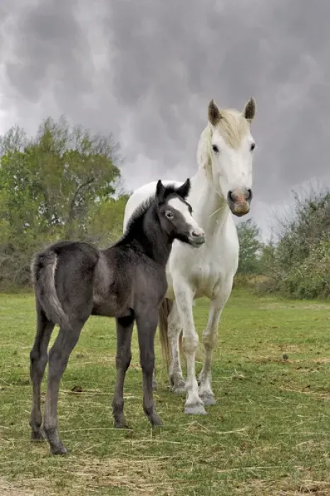 Framed Print : Camargue horse foal, southern France