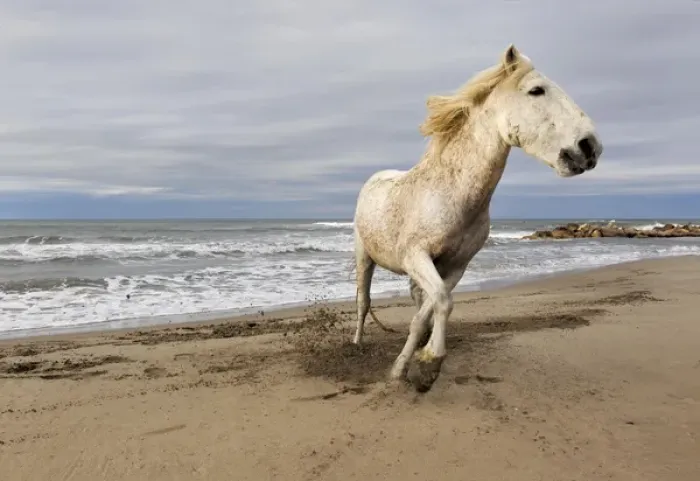 Framed Print : Camargue horse running along beach, southern France Framed Print : Camargue horse running along beach, southern France