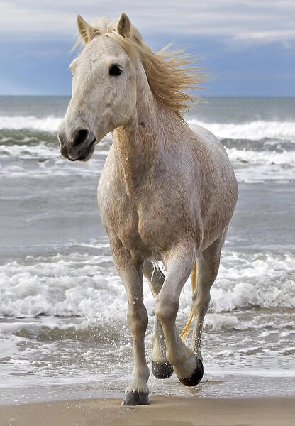 Camargue horse running along beach, southern France