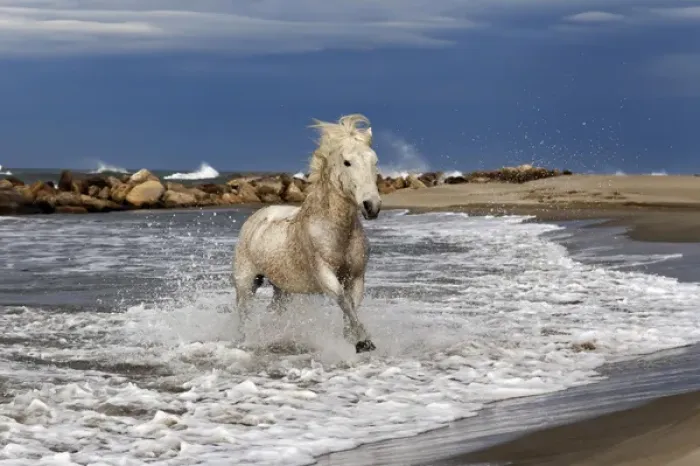 Framed Print : Camargue horse running out of surf, southern France Framed Print : Camargue horse running out of surf, southern France