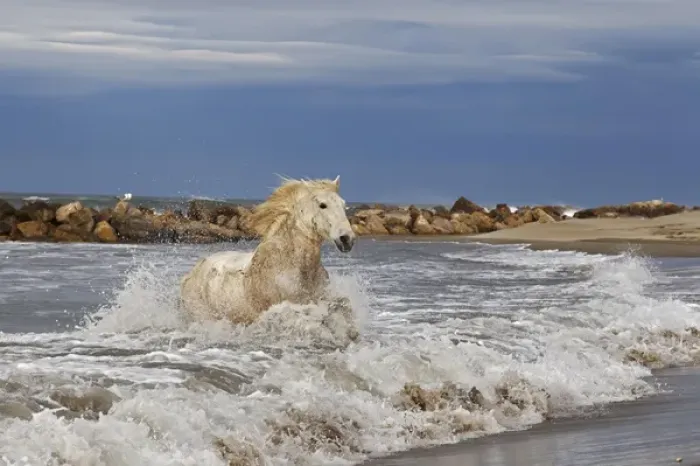 Framed Print : Camargue horse running out of surf, southern France Framed Print : Camargue horse running out of surf, southern France