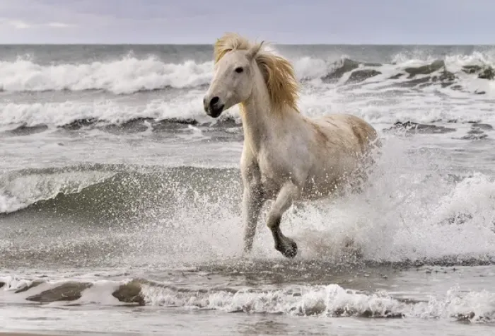 Framed Print : Camargue horse running out of surf, southern France Framed Print : Camargue horse running out of surf, southern France