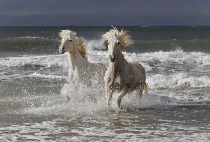 Framed Print : Camargue horse running out of surf, southern France