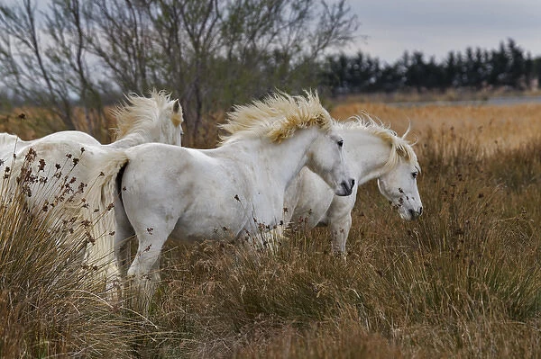 Camargue horses in field, southern France