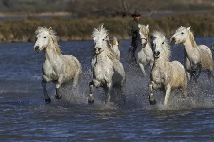 Framed Print : Camargue horses running through marshy wetland of the Camargue, southern France Framed Print : Camargue horses running through marshy wetland of the Camargue, southern France