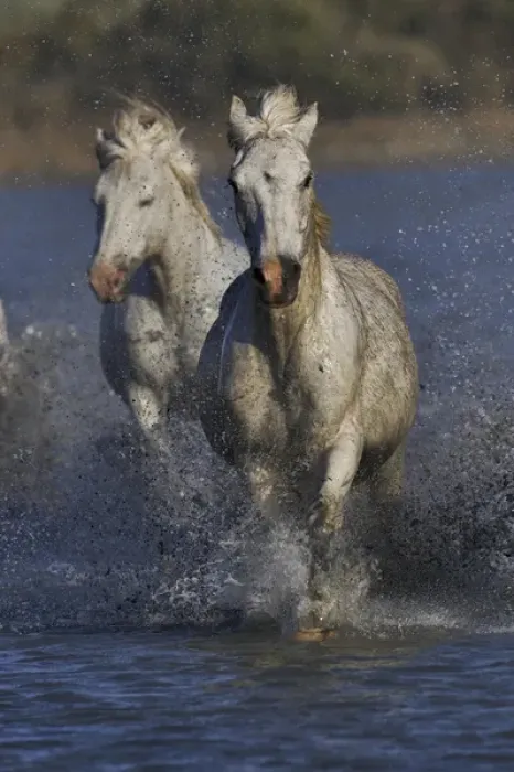 Framed Print : Camargue horses running through marshy wetland of the Camargue, southern France Framed Print : Camargue horses running through marshy wetland of the Camargue, southern France