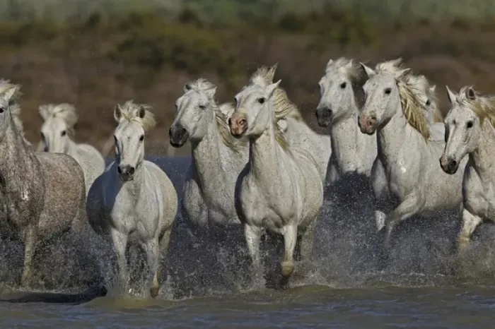 Framed Print : Camargue horses running through marshy wetland of the Camargue, southern France Framed Print : Camargue horses running through marshy wetland of the Camargue, southern France