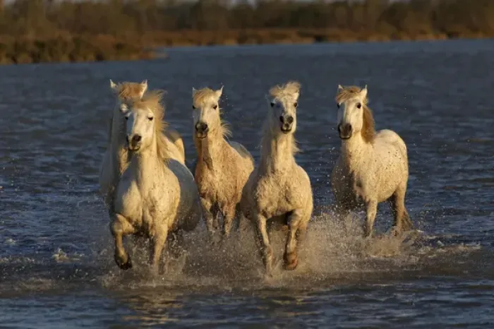 Framed Print : Camargue horses running through marshy wetland of the Camargue, southern France