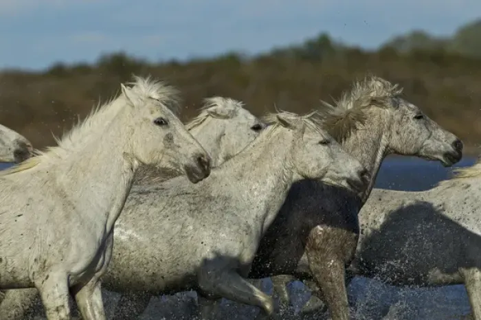 Framed Print : Camargue horses running through marshy wetland of the Camargue, southern France