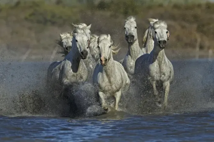 Framed Print : Camargue horses running through marshy wetland of the Camargue, southern France