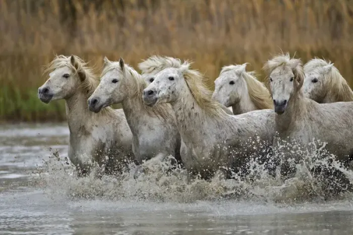 Framed Print : Camargue horses running through marshy wetland of the Camargue, southern France Framed Print : Camargue horses running through marshy wetland of the Camargue, southern France