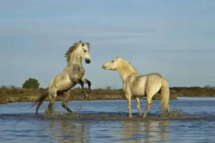 Framed Print : Camargue horses running through marshy wetland of the Camargue, southern France
