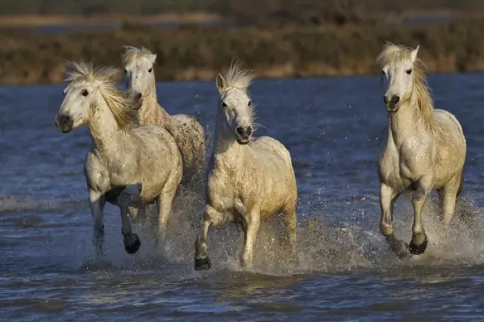 Framed Print : Camargue horses running through marshy wetland of the Camargue, southern France Framed Print : Camargue horses running through marshy wetland of the Camargue, southern France