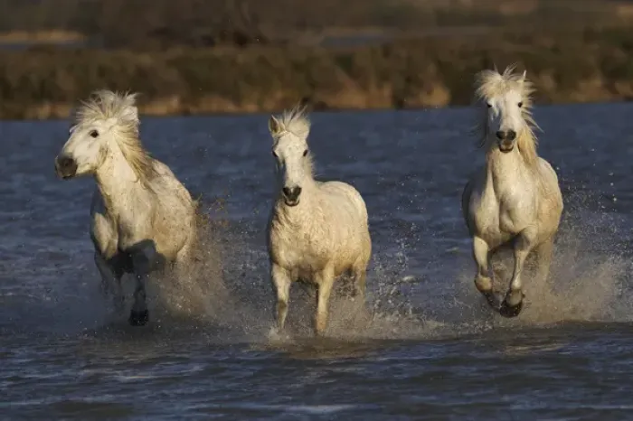 Framed Print : Camargue horses running through marshy wetland of the Camargue, southern France Framed Print : Camargue horses running through marshy wetland of the Camargue, southern France