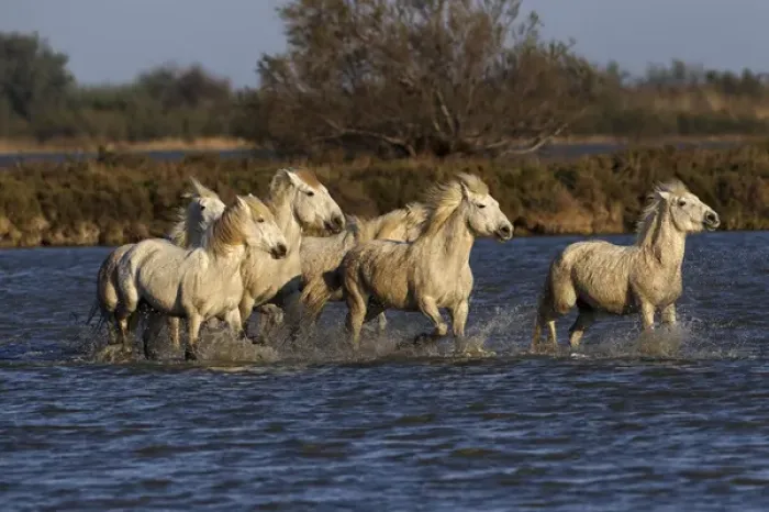 Framed Print : Camargue horses running through marshy wetland of the Camargue, southern France Framed Print : Camargue horses running through marshy wetland of the Camargue, southern France