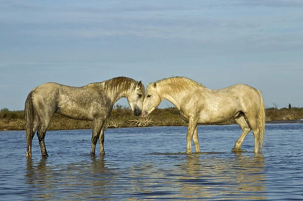 Camargue horses standing in marshy wetland of the Camargue, southern France