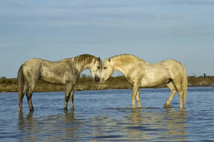 Framed Print : Camargue horses standing in marshy wetland of the Camargue, southern France