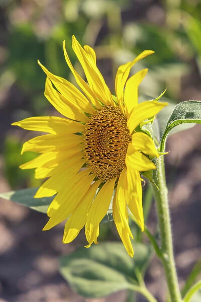 Camargue Nord, Arles, Bouches-du-Rhone, Provence-Alpes-Cote d'Azur, France. Sunflower in a field in Provence