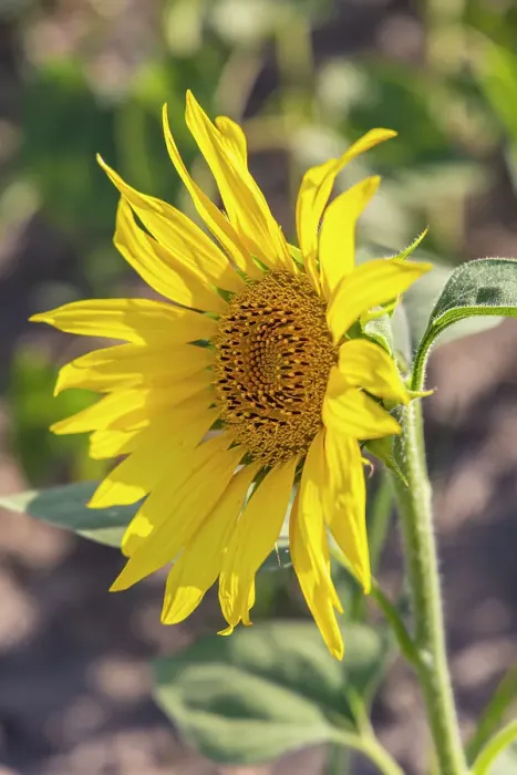 Framed Print : Camargue Nord, Arles, Bouches-du-Rhone, Provence-Alpes-Cote d'Azur, France. Sunflower in a field in Provence Framed Print : Camargue Nord, Arles, Bouches-du-Rhone, Provence-Alpes-Cote d'Azur, France. Sunflower in a field in Provence