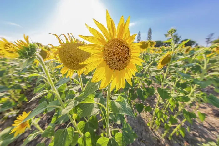 Framed Print : Camargue Nord, Arles, Bouches-du-Rhone, Provence-Alpes-Cote d'Azur, France. Field of sunflowers in Provence