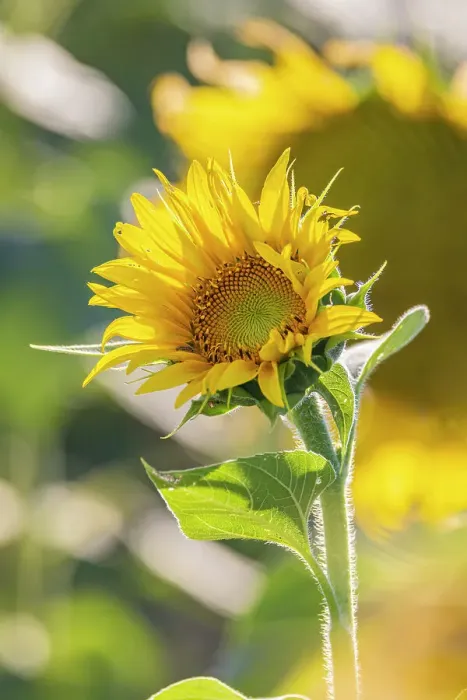 Framed Print : Camargue Nord, Arles, Bouches-du-Rhone, Provence-Alpes-Cote d'Azur, France. Field of sunflowers in Provence