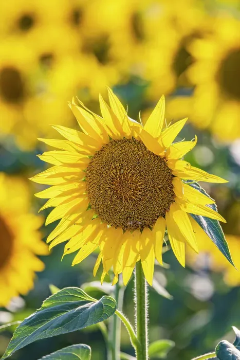Framed Print : Camargue Nord, Arles, Bouches-du-Rhone, Provence-Alpes-Cote d'Azur, France. Field of sunflowers in Provence Framed Print : Camargue Nord, Arles, Bouches-du-Rhone, Provence-Alpes-Cote d'Azur, France. Field of sunflowers in Provence