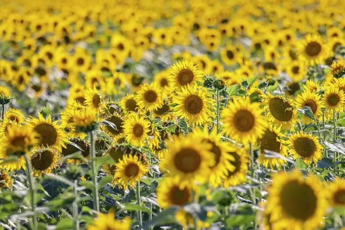 Framed Print : Camargue Nord, Arles, Bouches-du-Rhone, Provence-Alpes-Cote d'Azur, France. Field of sunflowers in Provence Framed Print : Camargue Nord, Arles, Bouches-du-Rhone, Provence-Alpes-Cote d'Azur, France. Field of sunflowers in Provence