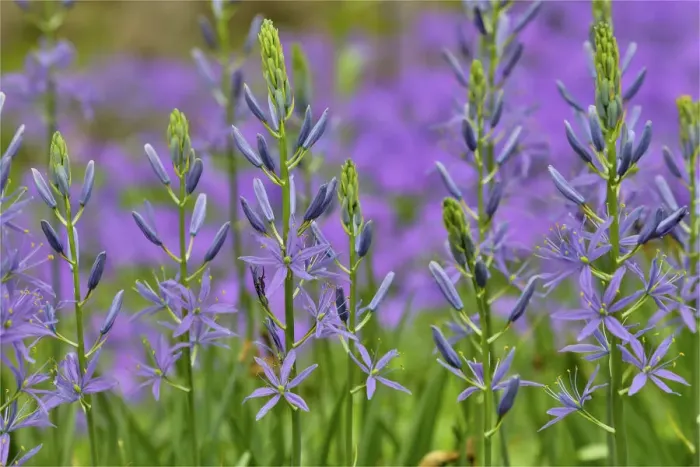 Framed Print : Camas along Bells Run Creek, Chanticleer Garden, Wayne, Pennsylvania
