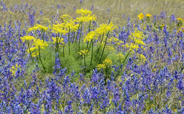Camas and Sweet Fennel in colorful springtime bloom near Klickitat, Washington