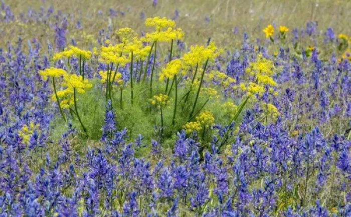 Framed Print : Camas and Sweet Fennel in colorful springtime bloom near Klickitat, Washington Framed Print : Camas and Sweet Fennel in colorful springtime bloom near Klickitat, Washington