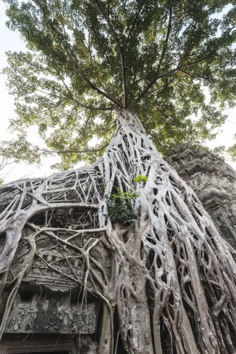 Framed Print : Cambodia, Angkor. Ta Prohm tree