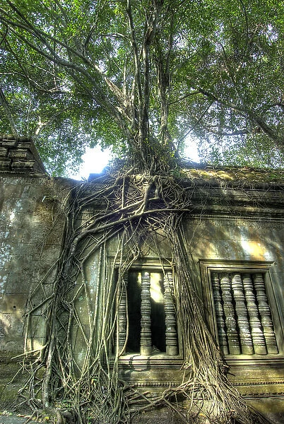 Cambodia, Angkor Wat. Tree grows over ruins of Beng Melea Temple