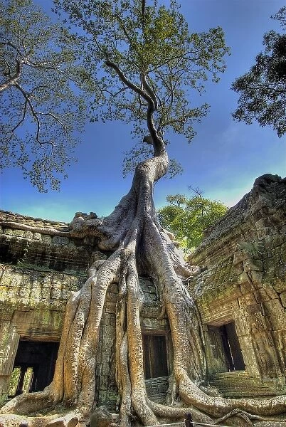 Cambodia, Angkor Wat. Tree grows over ruins of Beng Melea Temple