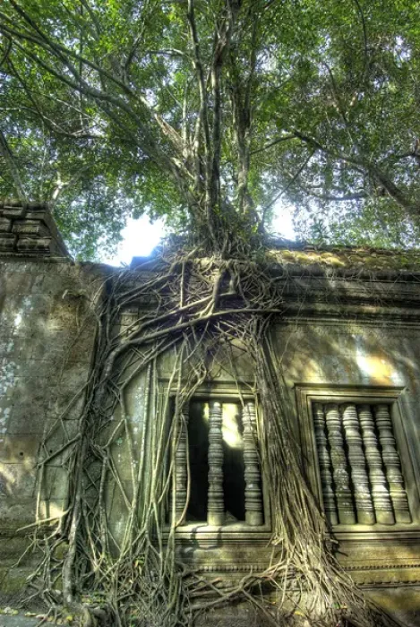 Framed Print : Cambodia, Angkor Wat. Tree grows over ruins of Beng Melea Temple Framed Print : Cambodia, Angkor Wat. Tree grows over ruins of Beng Melea Temple