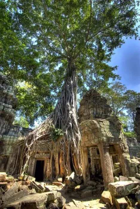 Framed Print : Cambodia, Angkor Wat. Tree grows over ruins of Beng Melea Temple Framed Print : Cambodia, Angkor Wat. Tree grows over ruins of Beng Melea Temple