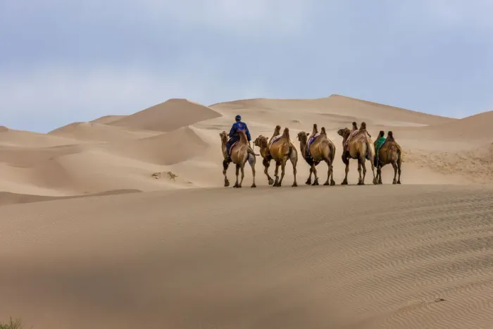 Framed Print : Camel Caravan in the Dunes. Gobi Desert. Mongolia Framed Print : Camel Caravan in the Dunes. Gobi Desert. Mongolia