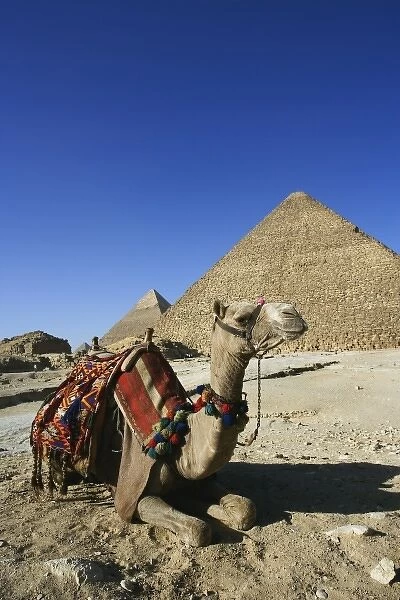 Camel in front of Cheops, The Great Pyramid and distant Khafre or Chephren