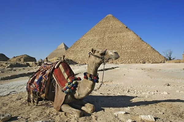 Camel in front of Cheops, The Great Pyramid and distant Khafre or Chephren